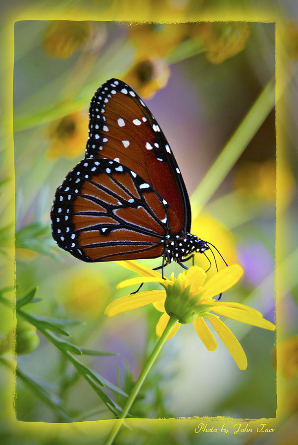 monarch butterfly landing