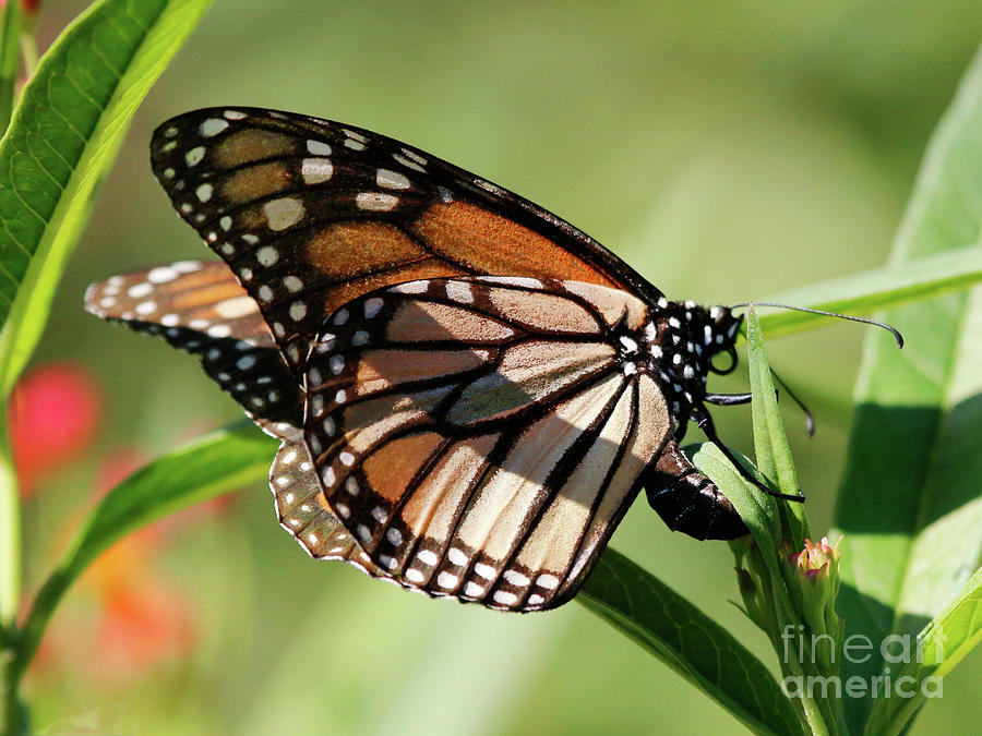 Monarch Butterfly Laying Eggs Photograph by Luana K Perez