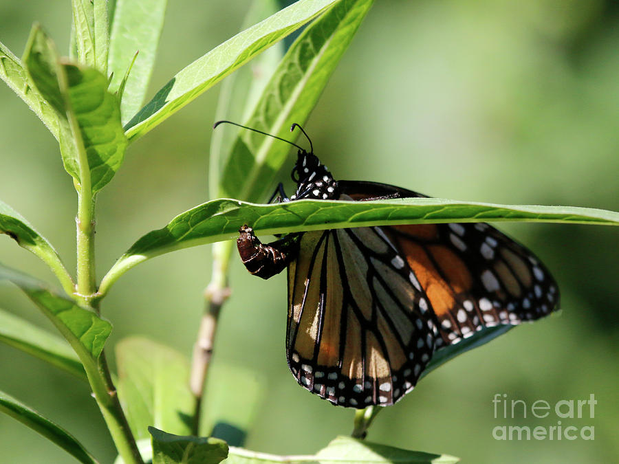 Monarch Butterfly Laying Eggs on Milkweed Photograph by Luana K Perez