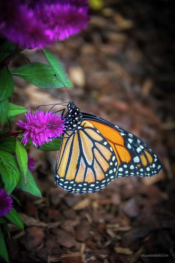 Monarch Butterfly Photograph by LeeAnn McLaneGoetz McLaneGoetzStudioLLCcom