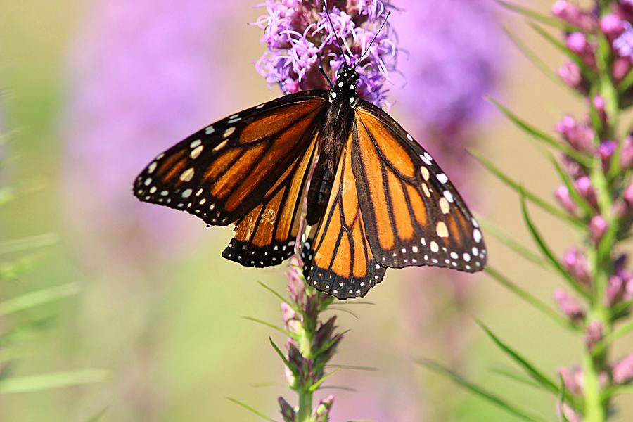 Monarch butterfly Photograph by Linda Crockett - Fine Art America