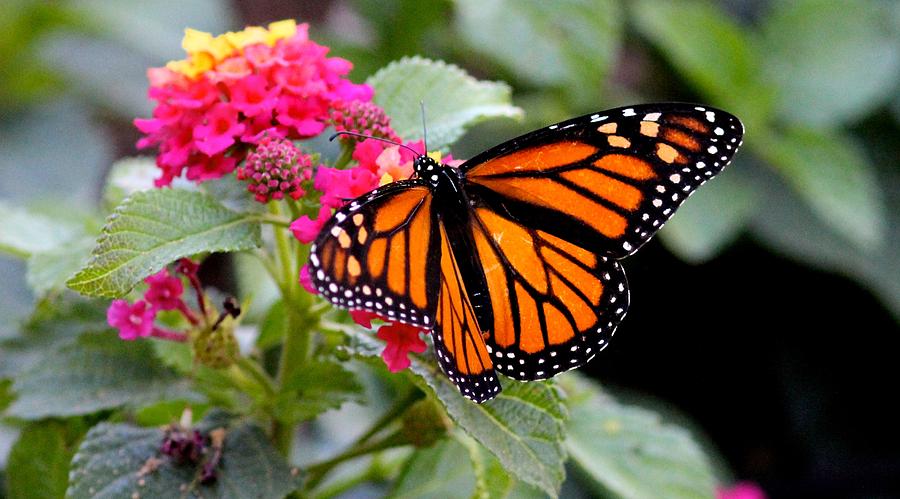 Monarch Butterfly Photograph by Liz Vernand