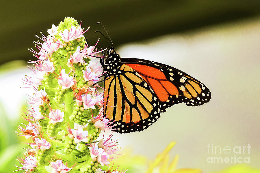Monarch Butterfly Photograph by Long Love Photography