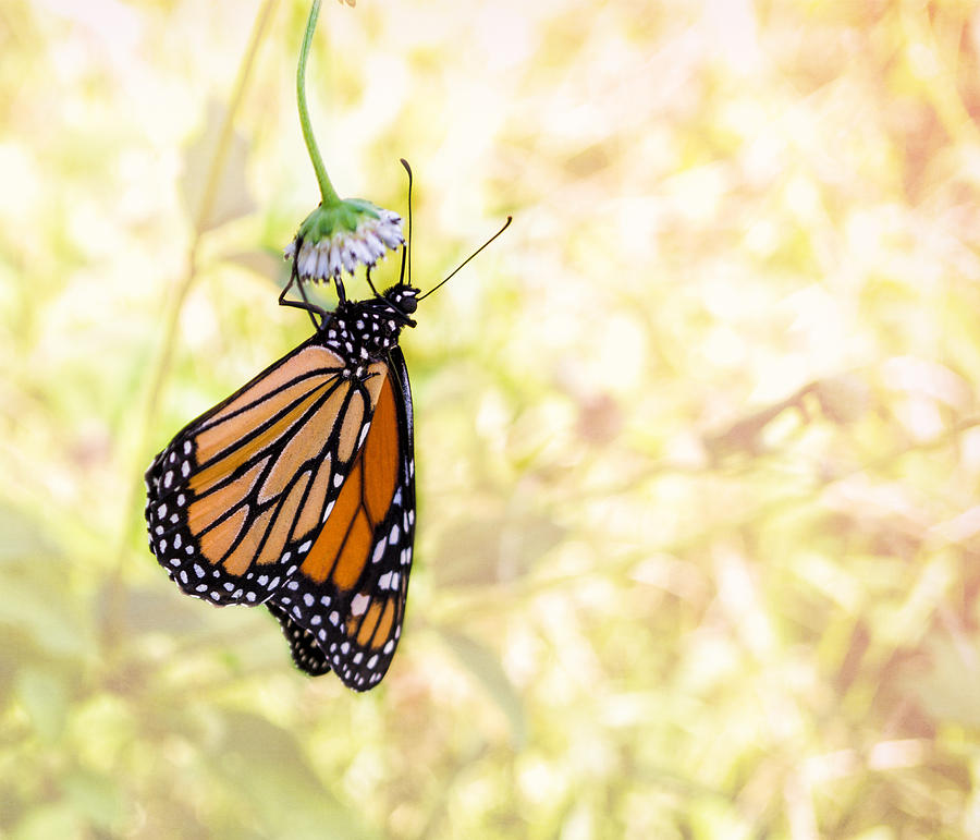 Monarch Butterfly Hanging on Wildflower Photograph by Louise Lindsay