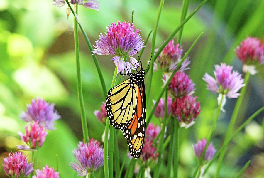 Monarch Butterfly Loving The Purple Blooms Photograph by Debbie Oppermann