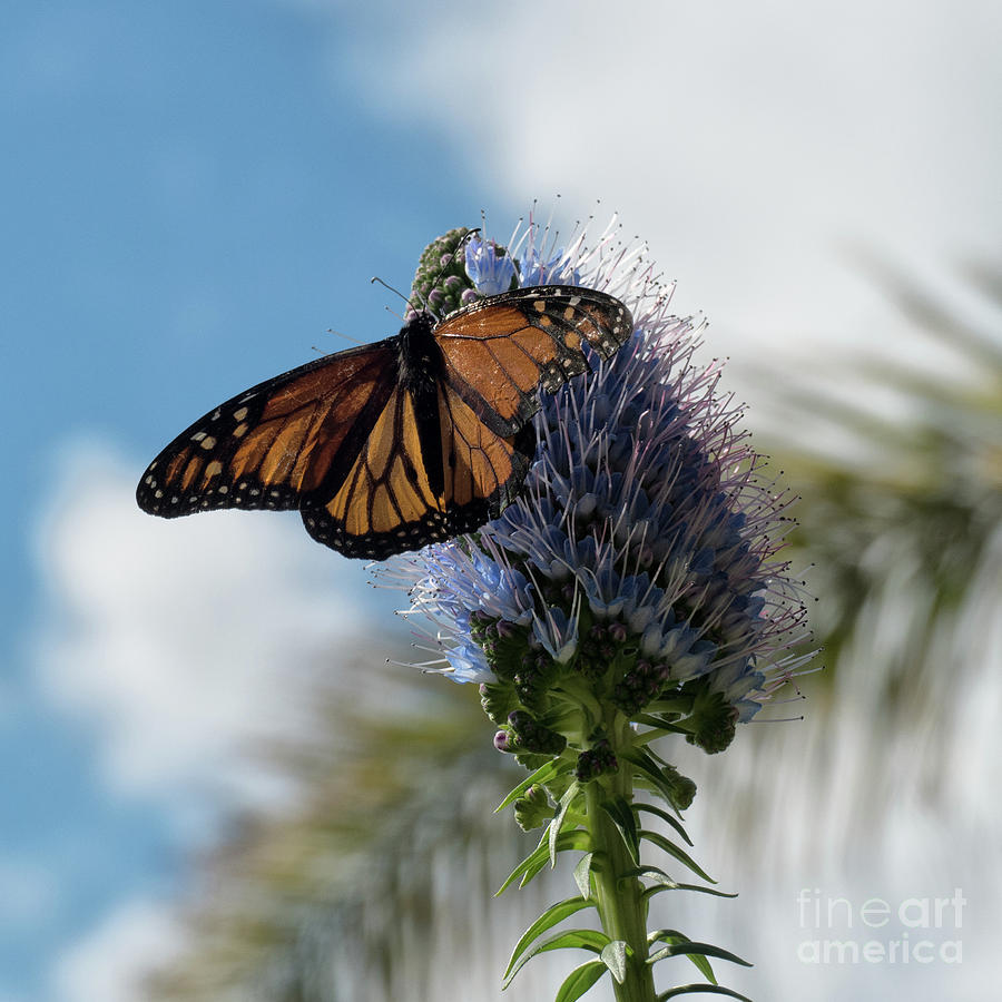 Monarch Butterfly Photograph by Lynn Bolt