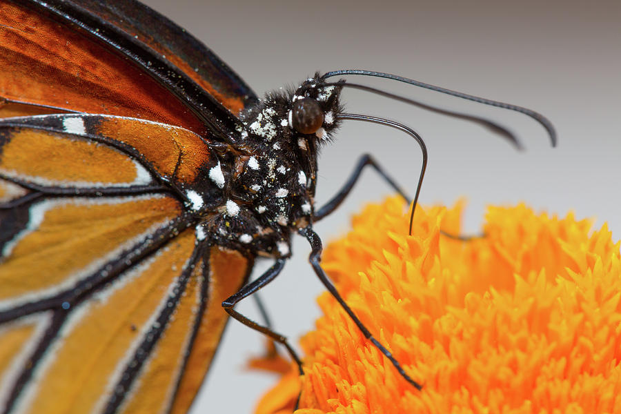 Monarch Butterfly Macro Photograph by SR Green