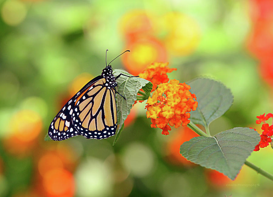 Monarch Butterfly Photograph by Maria Angelica Maira - Fine Art America