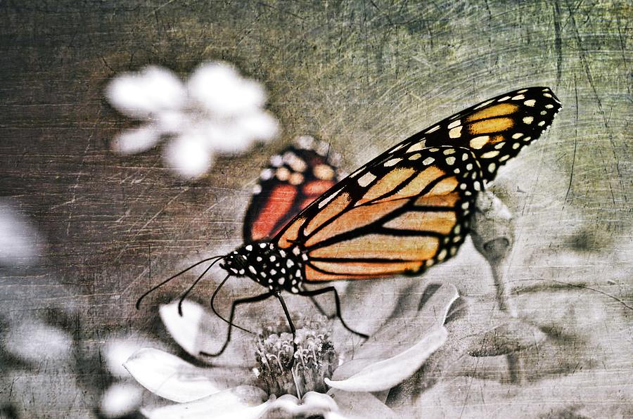 Monarch Butterfly Photograph by Marianna Mills