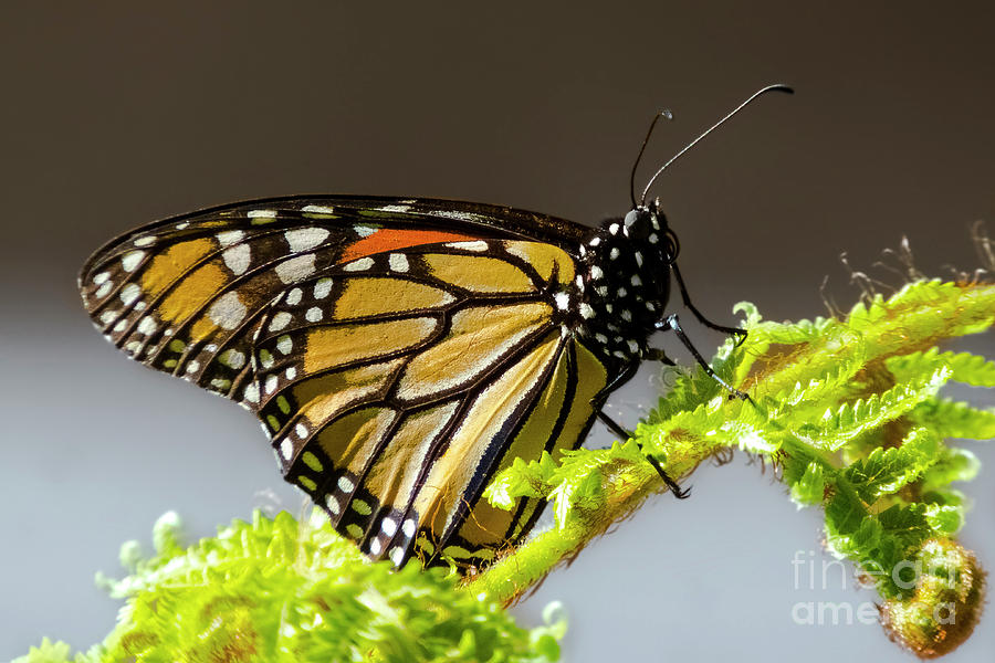 Monarch Butterfly Photograph by Mariola Bitner