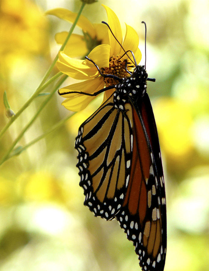 Nature Photograph - Monarch Butterfly by Mark Weaver