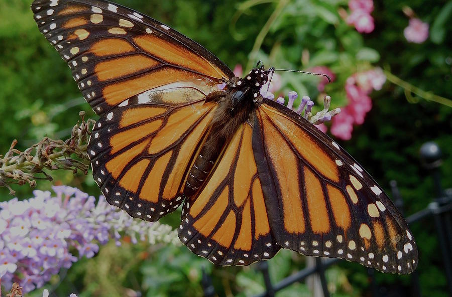 Monarch Butterfly Photograph by Melinda Saminski