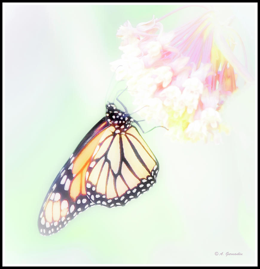 Monarch Butterfly, Milkweed Flowers Digital Art by A Macarthur Gurmankin
