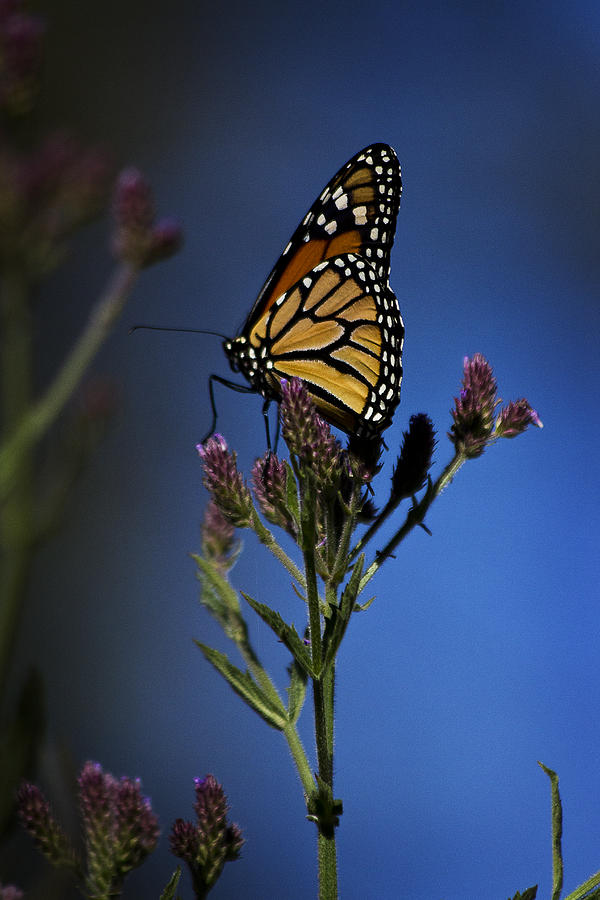 Monarch Butterfly Photograph by Morgan Wright