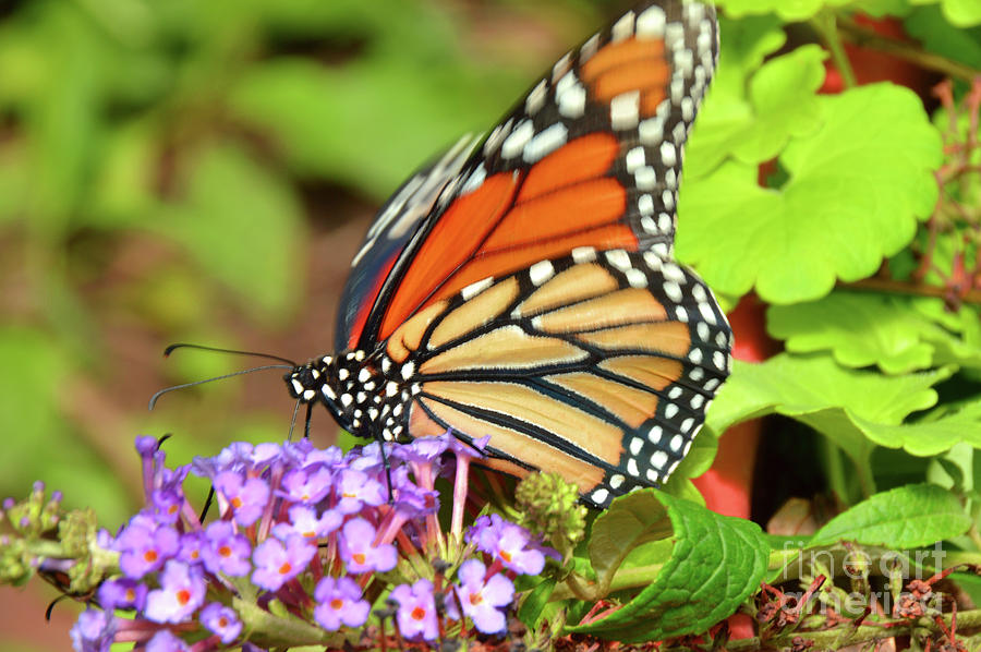 Monarch Butterfly Nature Art Photograph by Robyn King