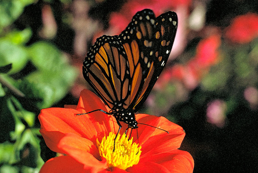 Monarch Butterfly Number Two Photograph by Thomas Firak