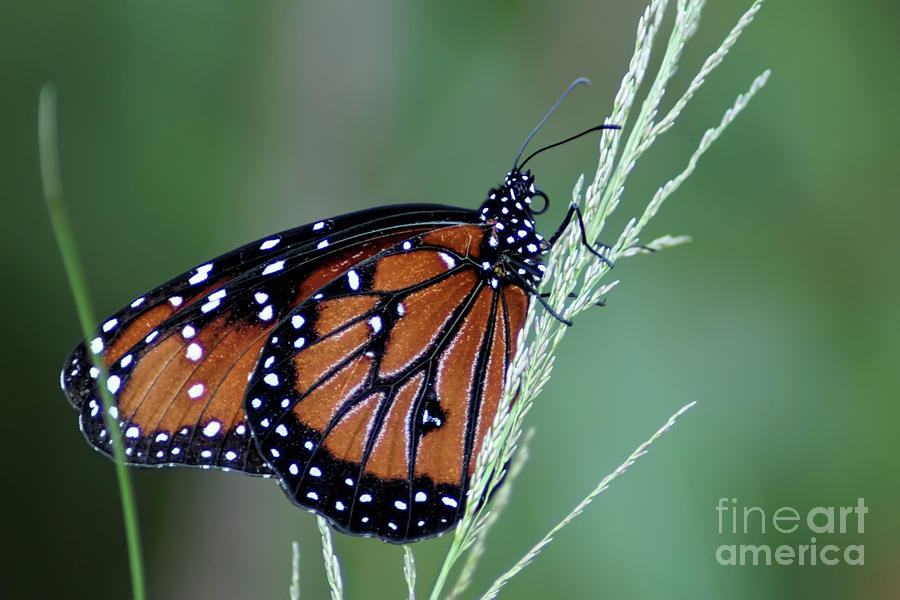 Monarch Butterfly Photograph by Olga Hamilton