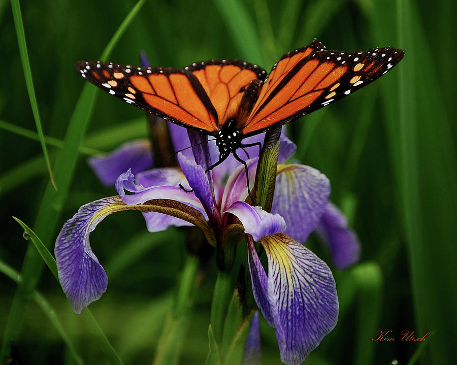 Butterfly Photograph - Monarch butterfly on a blue flag iris by Kim Utesch