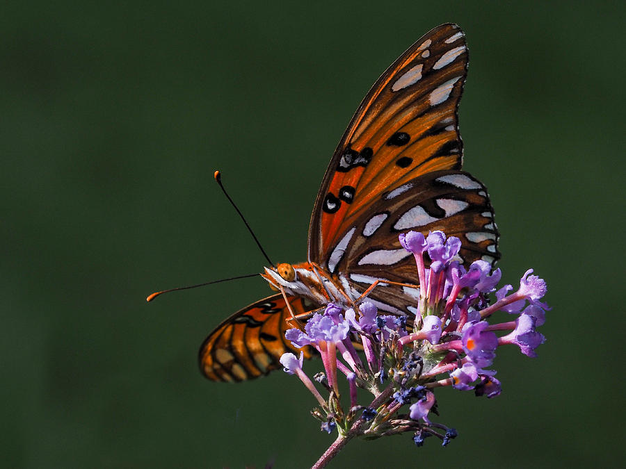 Monarch Butterfly on a Butterfly Bush Photograph by Paula Ponath