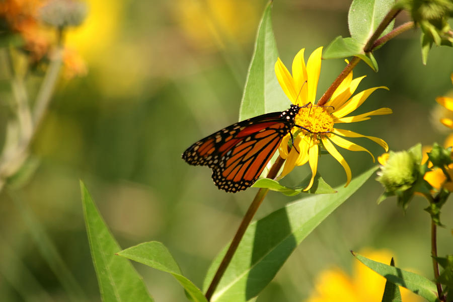 Monarch Butterfly on a Flower Photograph by Richard Gregurich