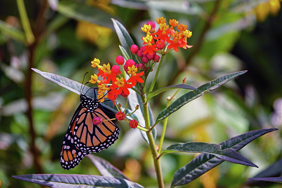 Monarch Butterfly On A Flower Photograph by Rick Rosenshein