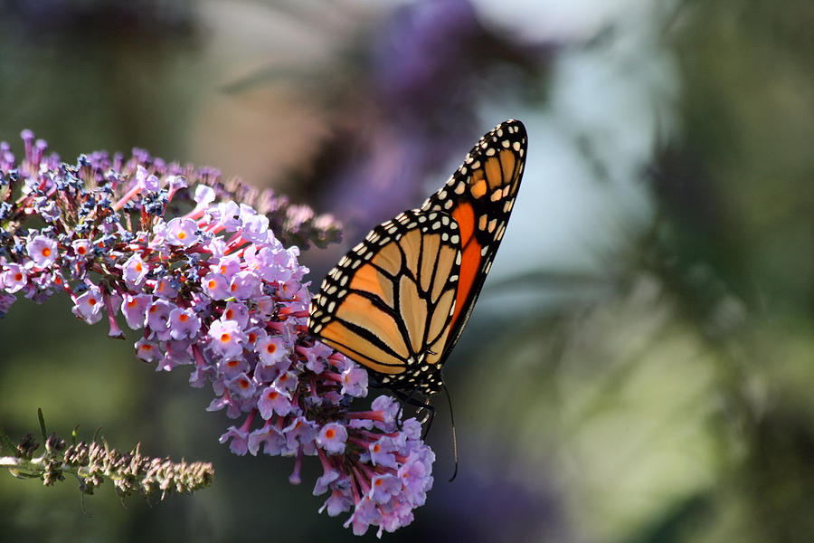 Monarch Butterfly on a Purple Butterfly Bush Photograph by Richard Gregurich