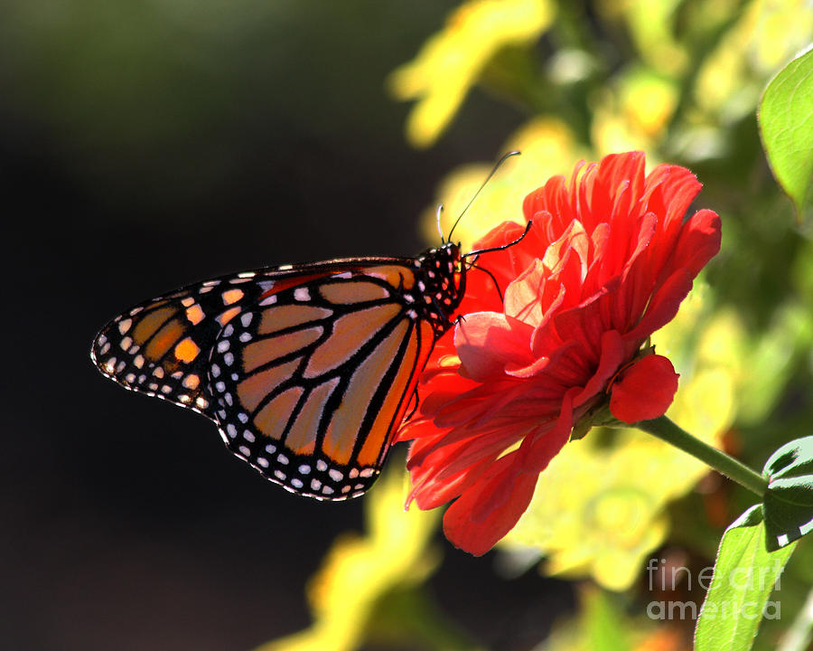 Monarch Butterfly on a Red Zinnia Photograph by Catherine Sherman