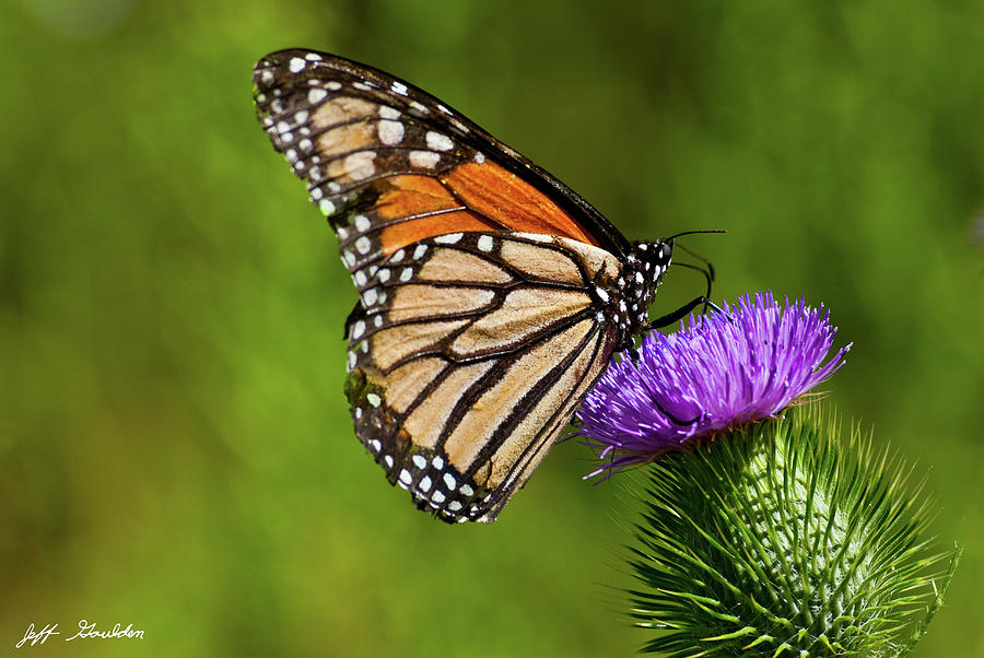 Monarch Butterfly on a Thistle Photograph by Jeff Goulden