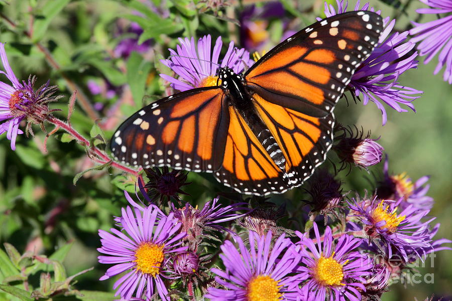 Monarch Butterfly on Aster #2 Photograph by Dale Niesen