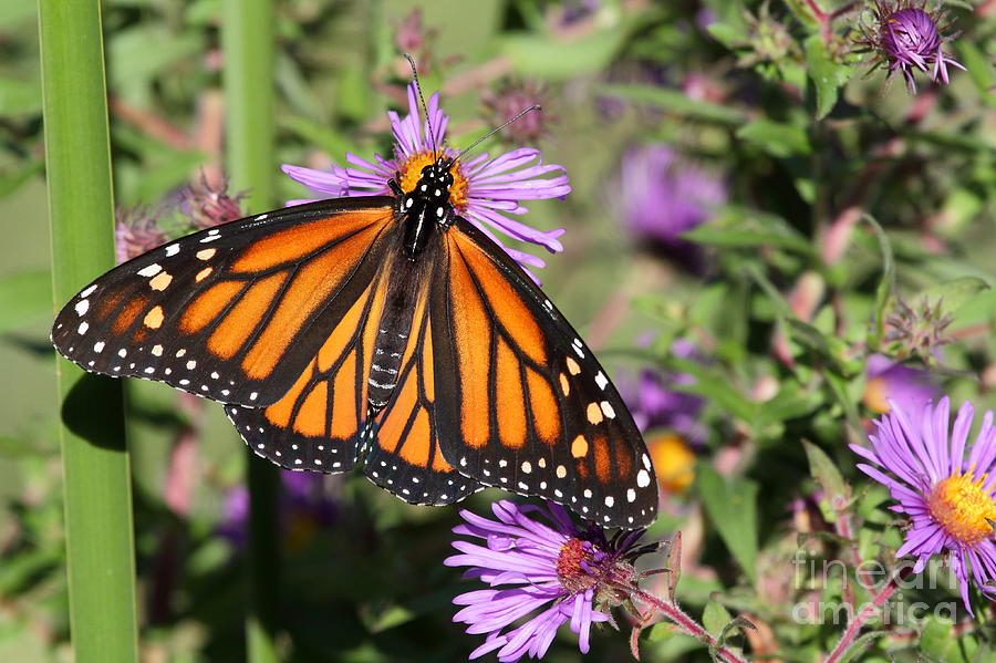 Monarch Butterfly On Aster #4 Photograph By Dale Niesen 