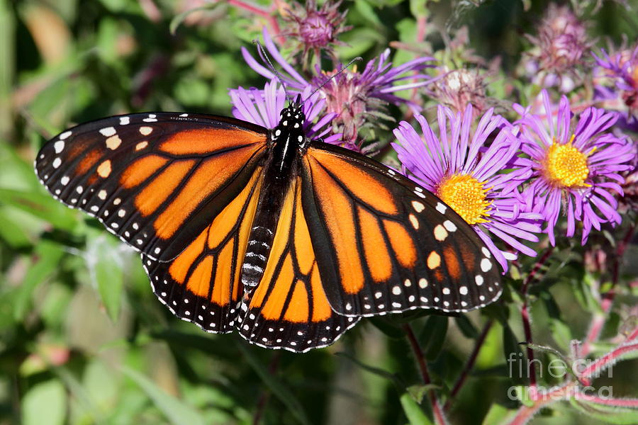 Monarch Butterfly on Aster Photograph by Dale Niesen | Fine Art America