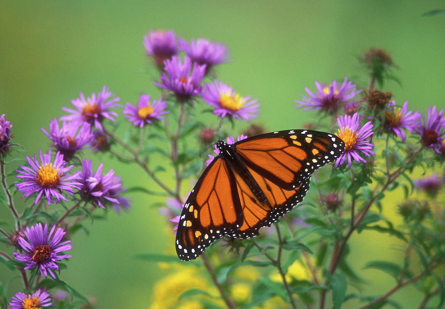 Monarch Butterfly on Asters Photograph by John Burk