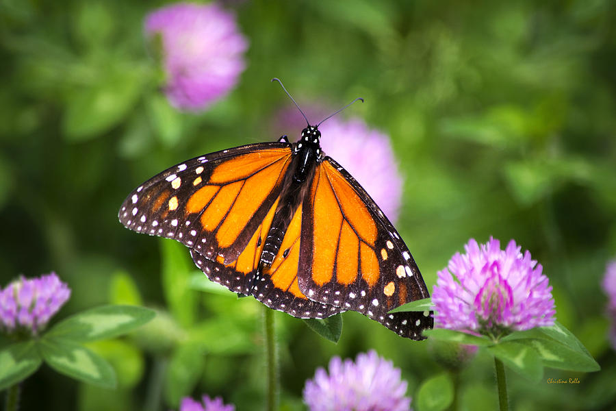 Monarch Butterfly On Bright Pink Clover Flowers Photograph by Christina ...