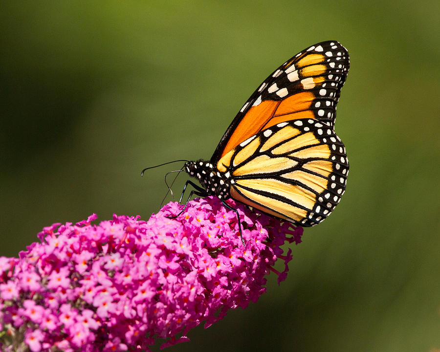 Monarch Butterfly on Buddleia Photograph by Lois Lake - Fine Art America