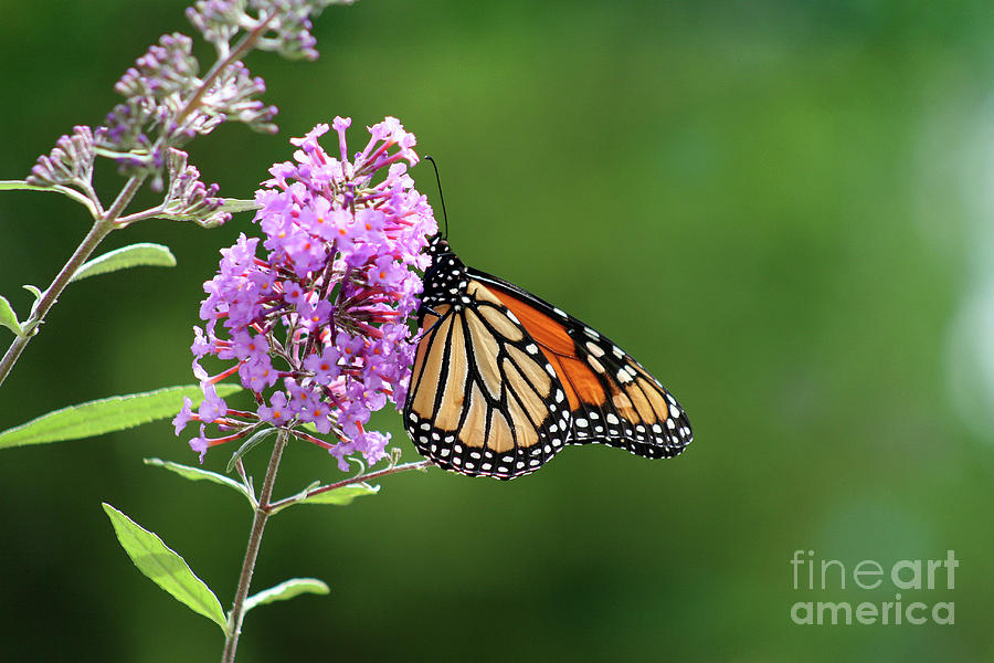 Monarch Butterfly on Butterfly Bush 2011 Photograph by Karen Adams
