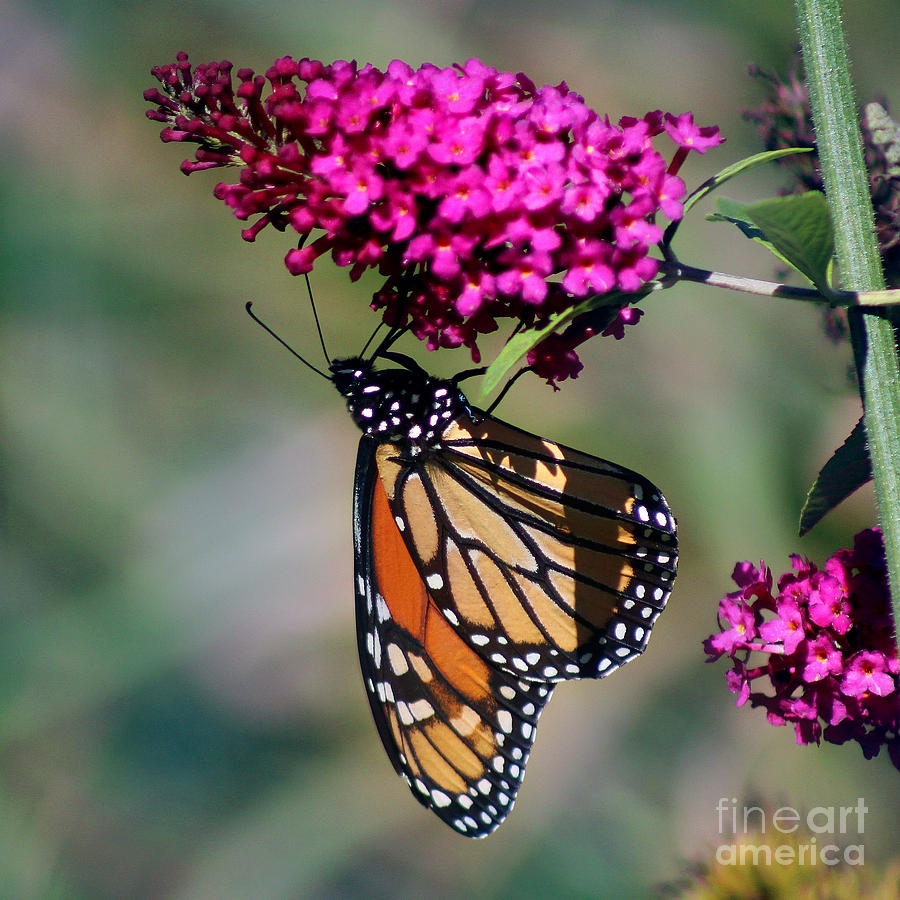 Monarch Butterfly on Butterfly Bush Photograph by Karen Adams