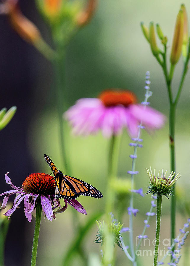 Monarch Butterfly on cone flower by Brad Marzolf Photography Monarch Butterfly on cone flower by Brad Marzolf Photography