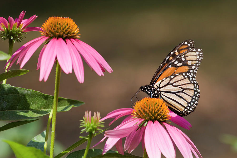 Monarch Butterfly on Cone Flowers Photograph by Jill Lang