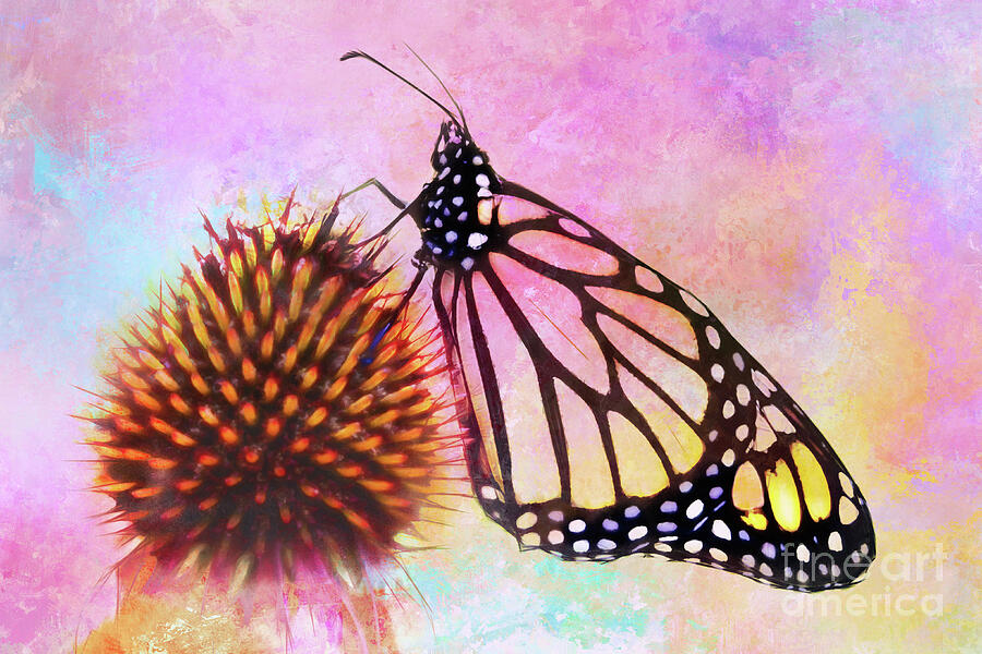 Monarch Butterfly on Coneflower Abstract by Anita Pollak Monarch Butterfly on Coneflower Abstract by Anita Pollak