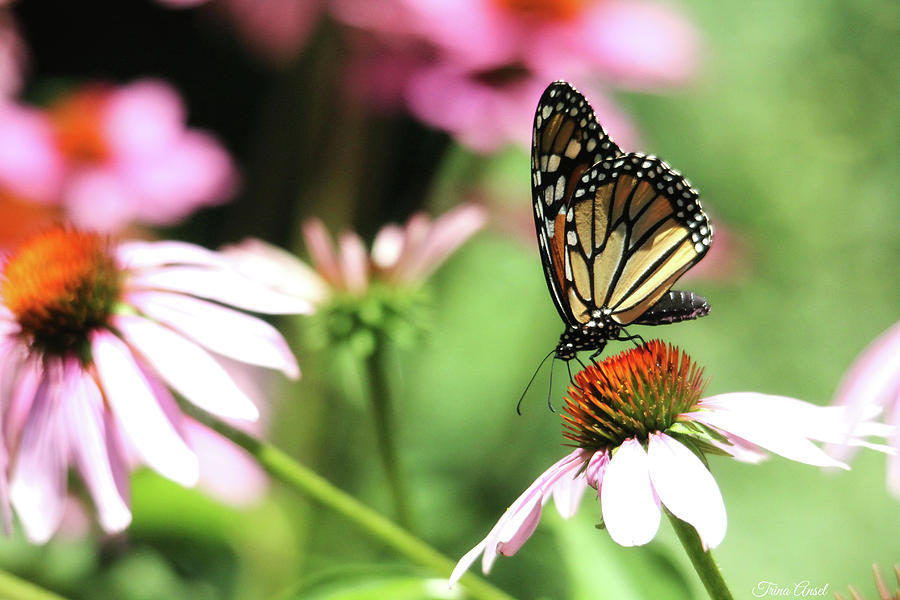 Monarch Butterfly on Coneflower Photograph by Trina Ansel