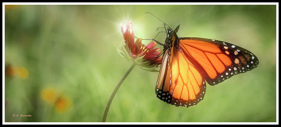 Monarch Butterfly on Coreopsis Flower Digital Art by A Macarthur Gurmankin
