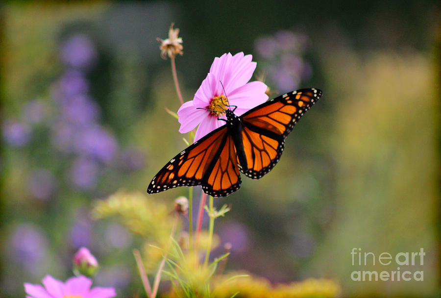 Monarch Butterfly on Cosmos Flower Photograph by Karen Adams