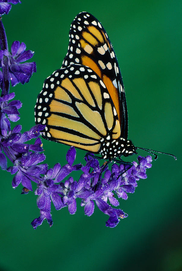 Nature Photograph - Monarch Butterfly On Flower Blossom by Panoramic Images