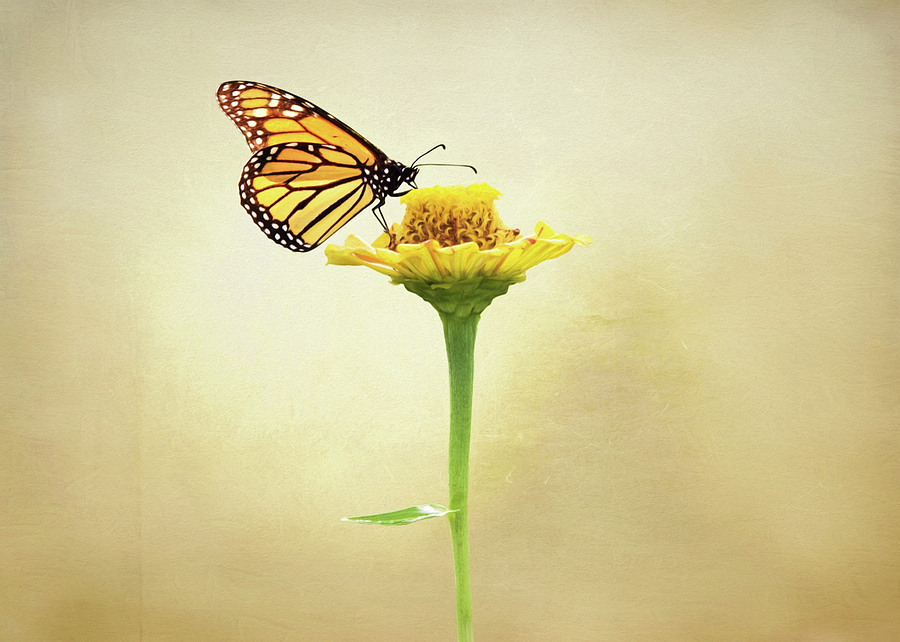 Monarch Butterfly on Flower Photograph by Steven Michael