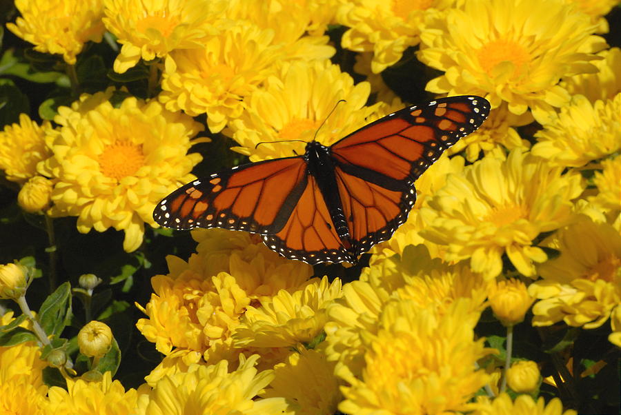 Monarch Butterfly On Flowers Photograph by Joyce StJames