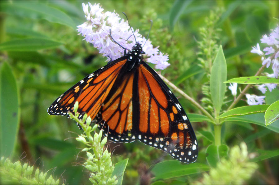 Monarch Butterfly on Hebe Photograph by Venetia Featherstone-Witty