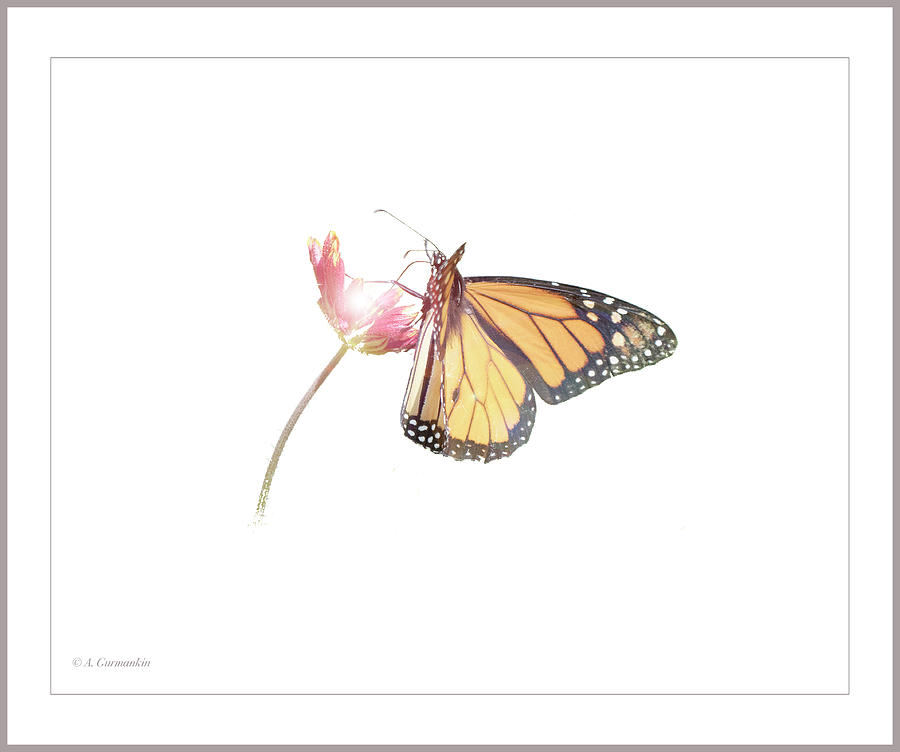 Monarch Butterfly on Indisn Blanket Flower Photograph by A Macarthur Gurmankin