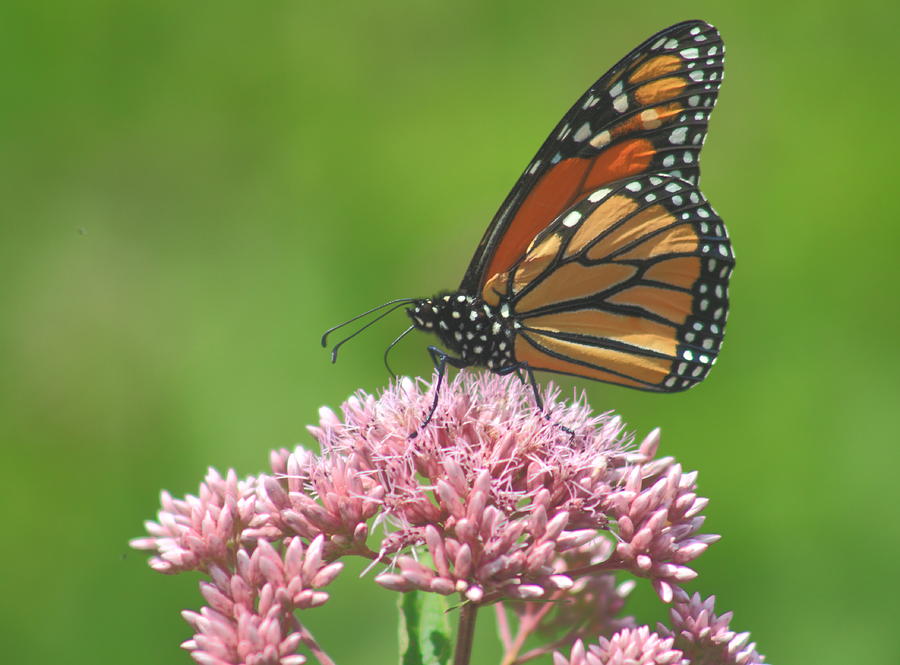 Monarch Butterfly on Joe Pye Weed Photograph by John Burk