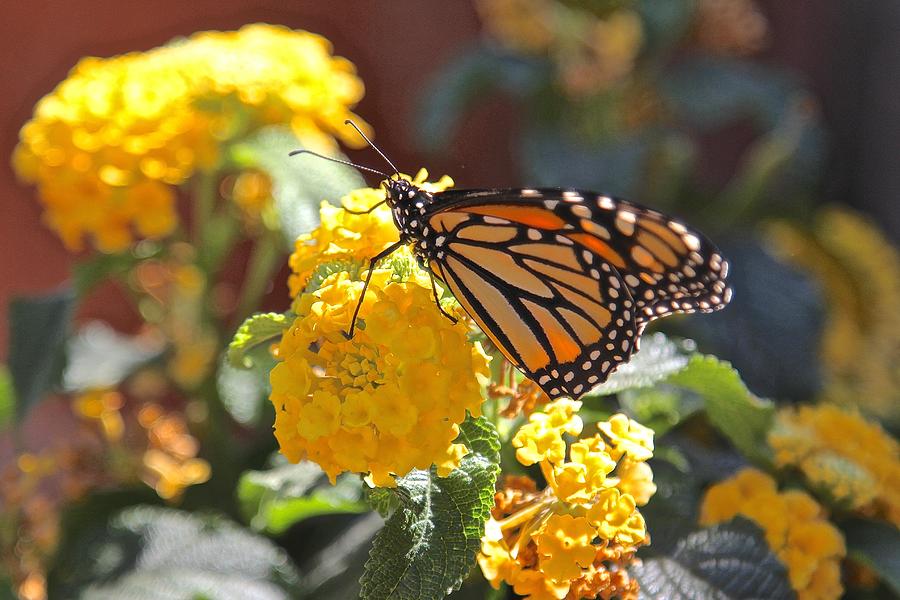 Monarch Butterfly on Lantana Photograph by Liz Vernand