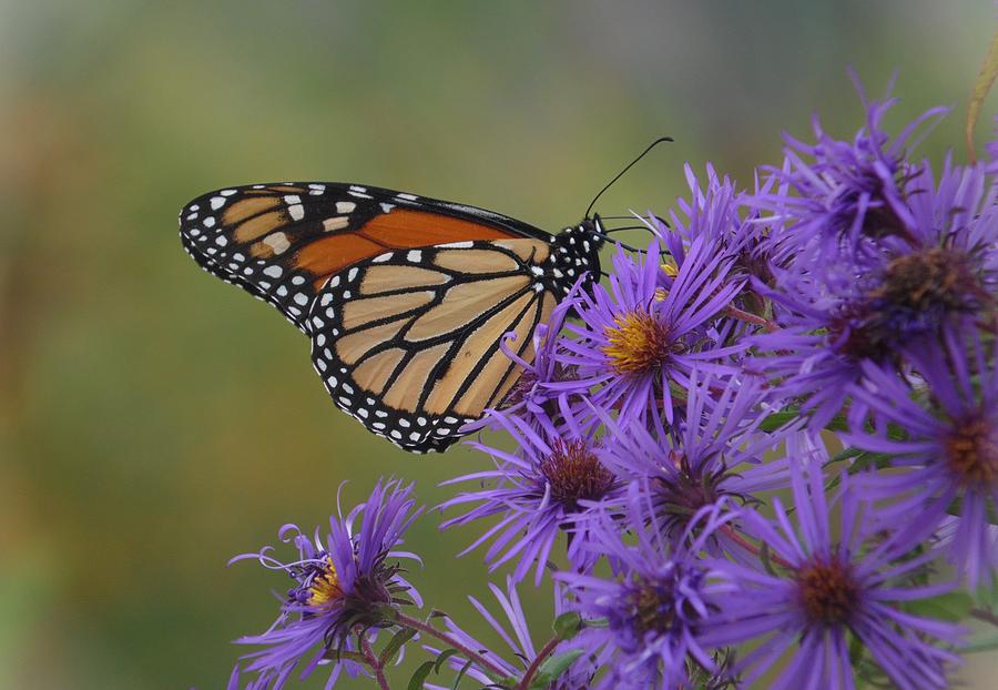 Monarch Butterfly on Late Purple Asters Photograph by Joe Duket